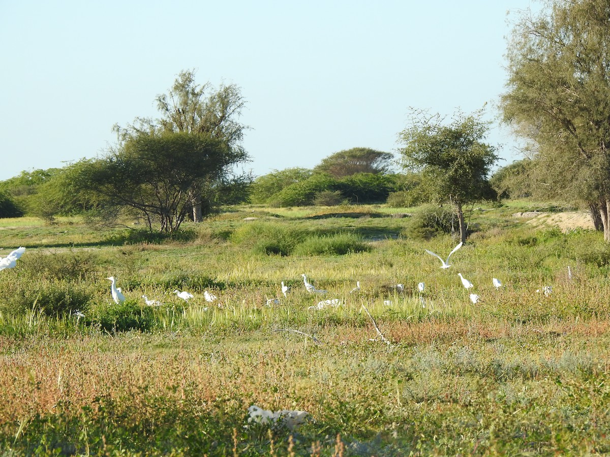 Western Cattle Egret - Samaneh Zanoussi