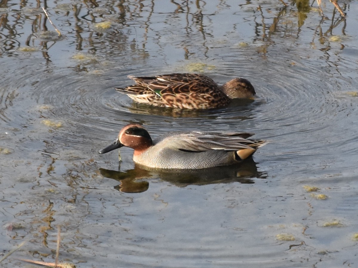 Green-winged Teal - ML211912171