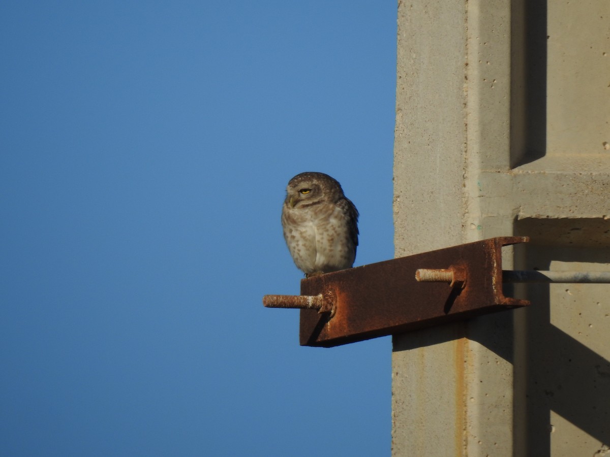 Spotted Owlet - ML211912231