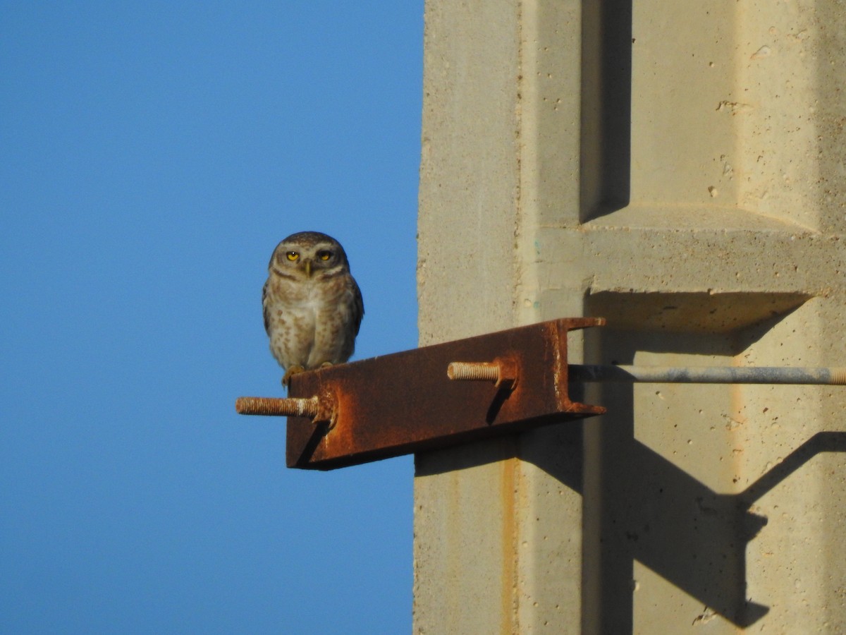 Spotted Owlet - ML211912271