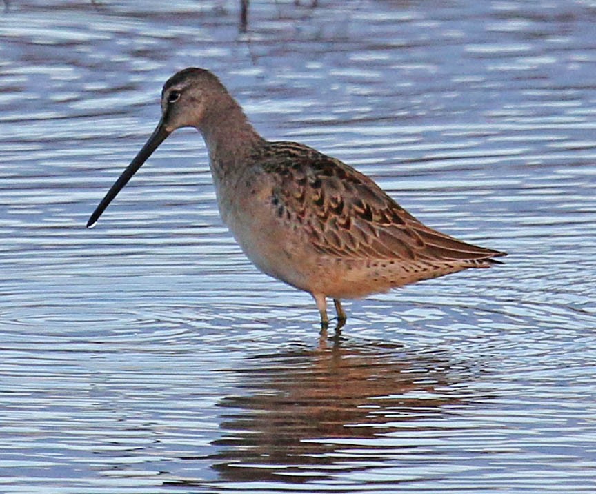 Long-billed Dowitcher - ML21192141