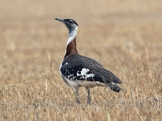 雄鳥 - Zak Pohlen - ML211922801