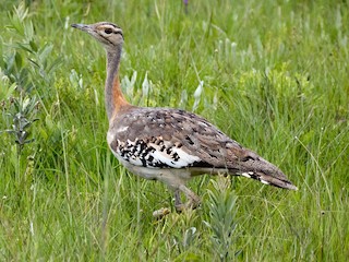 Denham's Bustard - eBird