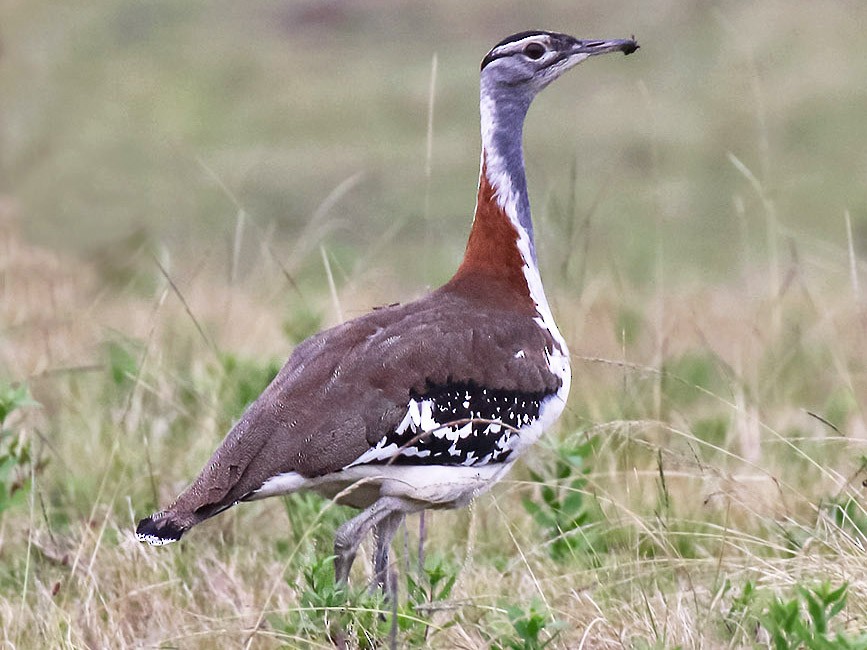 Denham's Bustard, Also seen in Kitulo National Park, Tanzania