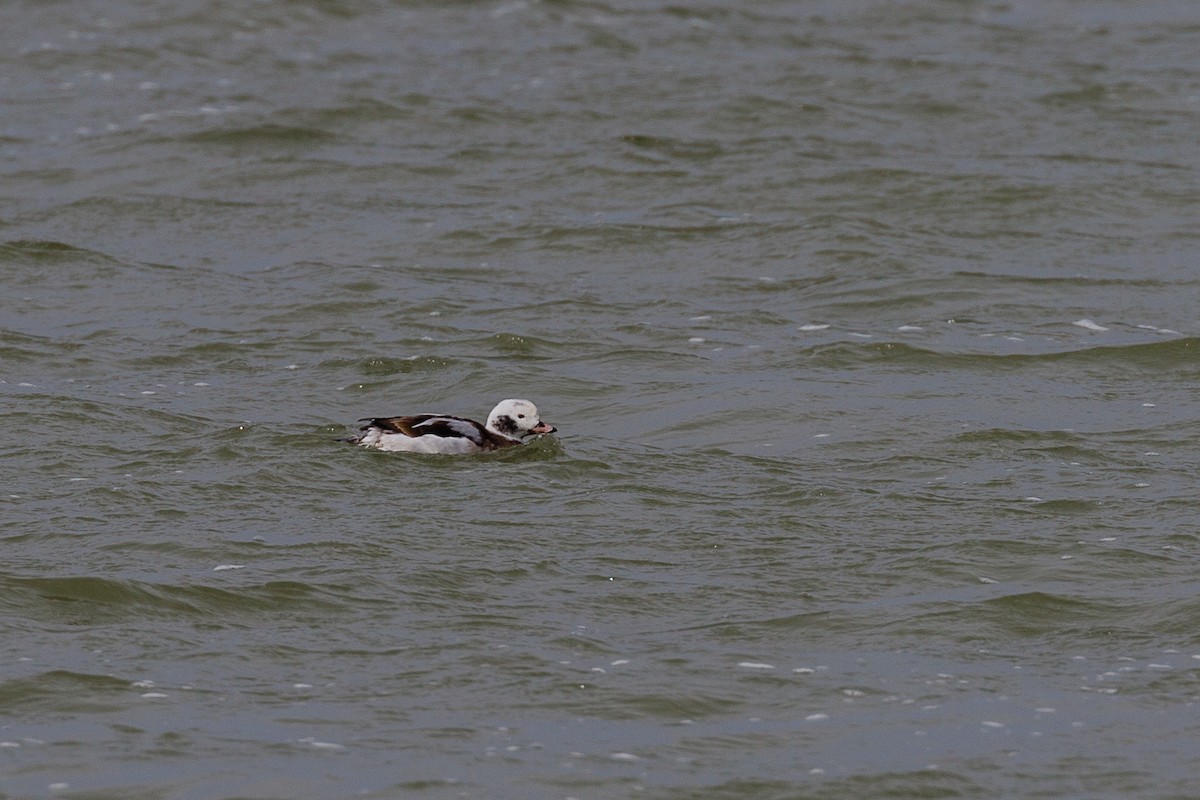 Long-tailed Duck - ML211924731