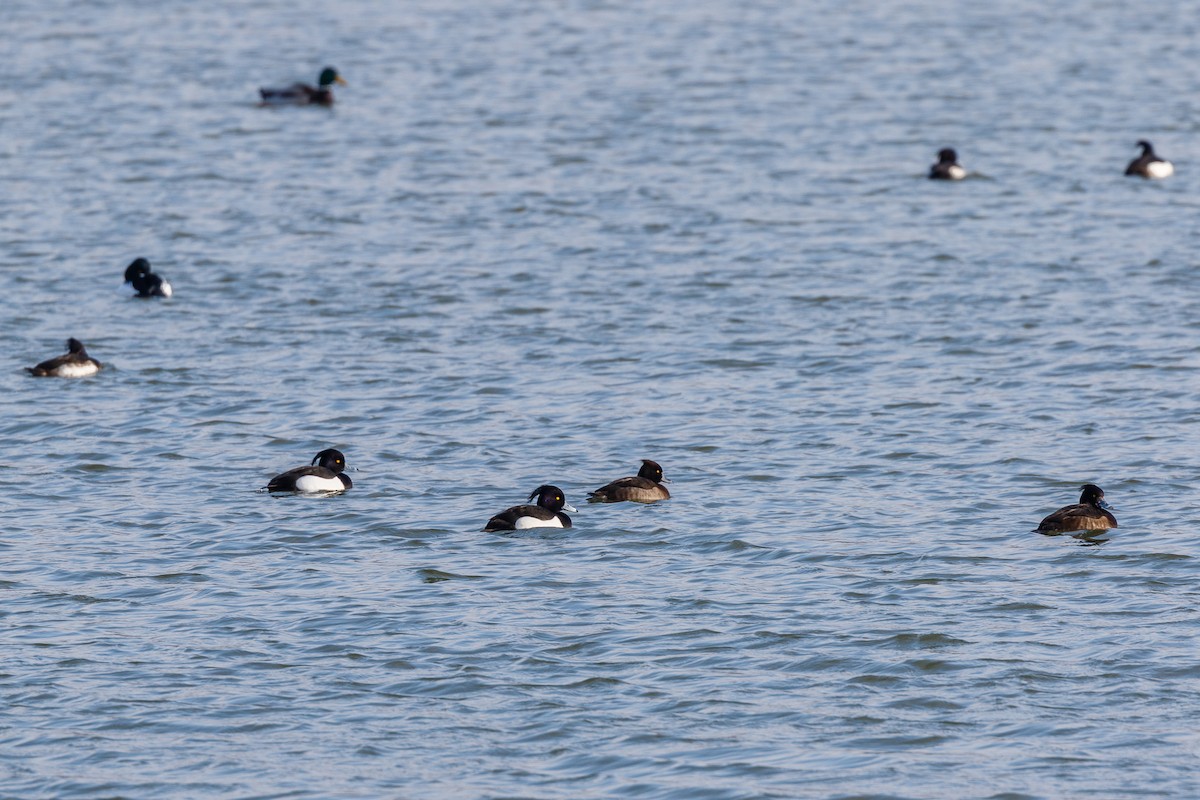 Tufted Duck - ML211925071
