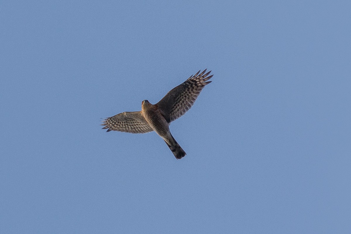 Eurasian Sparrowhawk - ML211925131