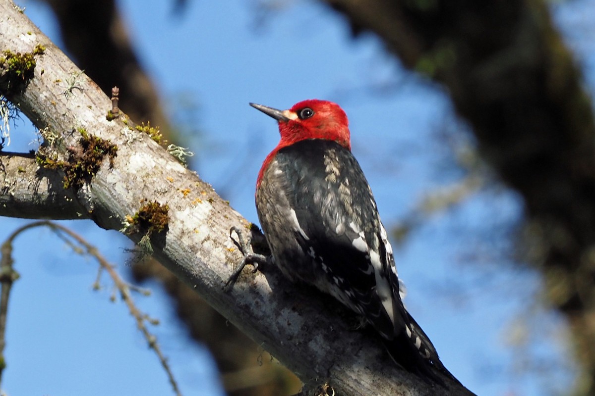 Red-breasted Sapsucker - ML211927431