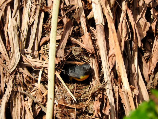Bird at nest entrance. - Slate-throated Redstart - 