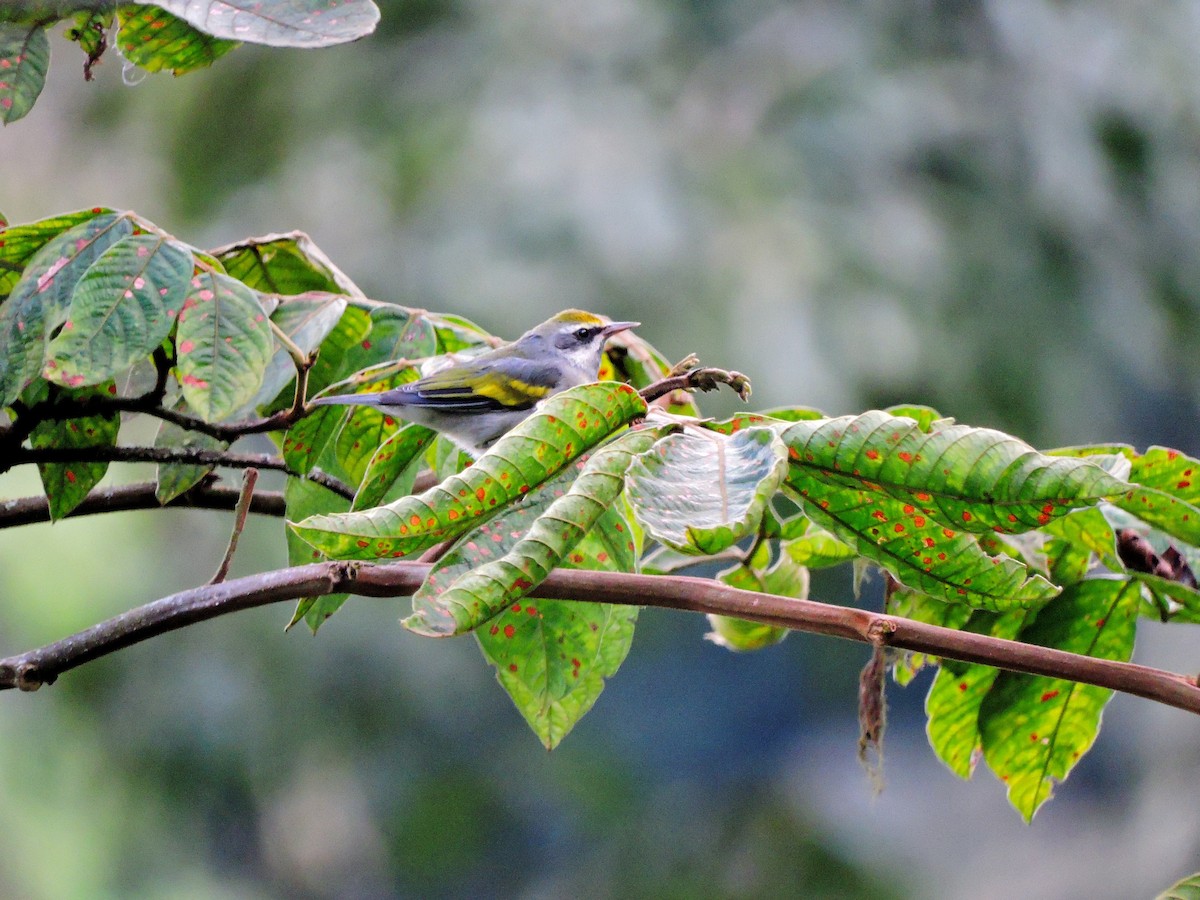 Golden-winged Warbler - Edwin Munera