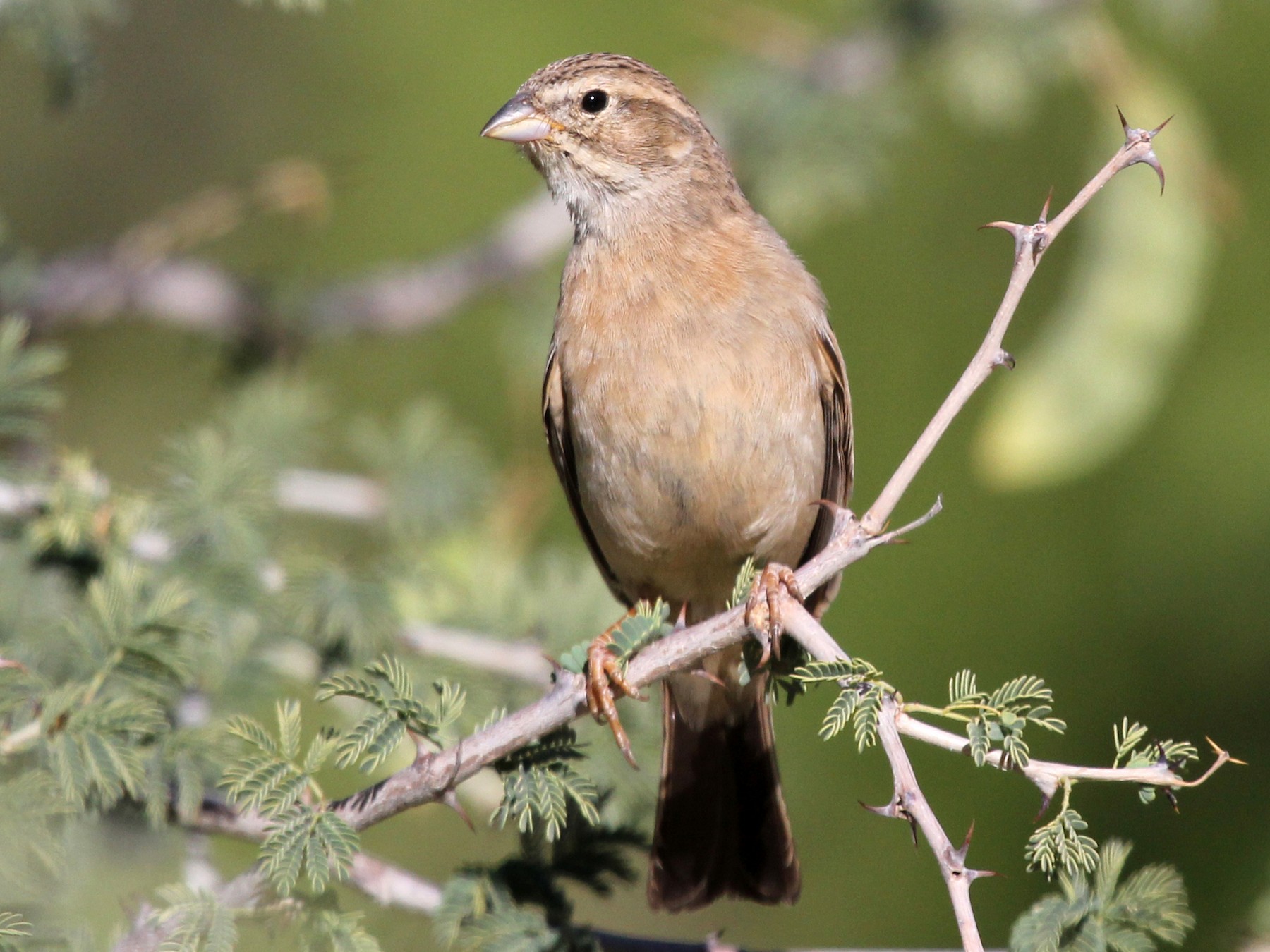 Lark-like Bunting - Ray Turnbull