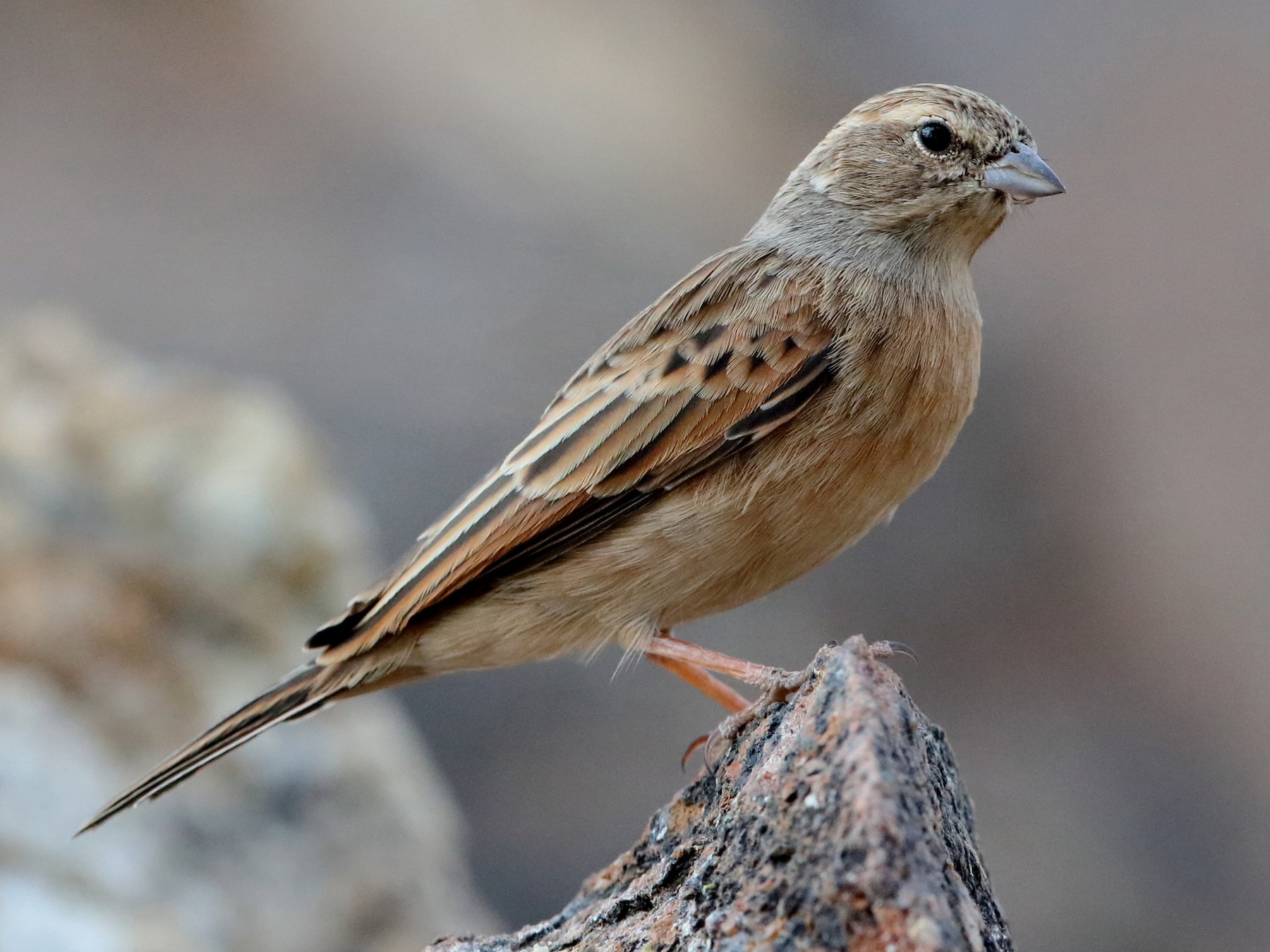 Lark-like Bunting - Holger Teichmann