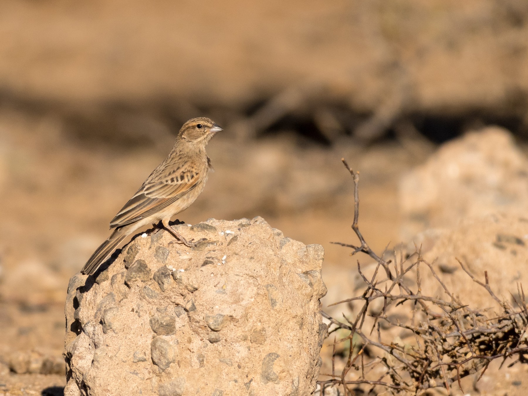 Lark-like Bunting - Raphaël Nussbaumer