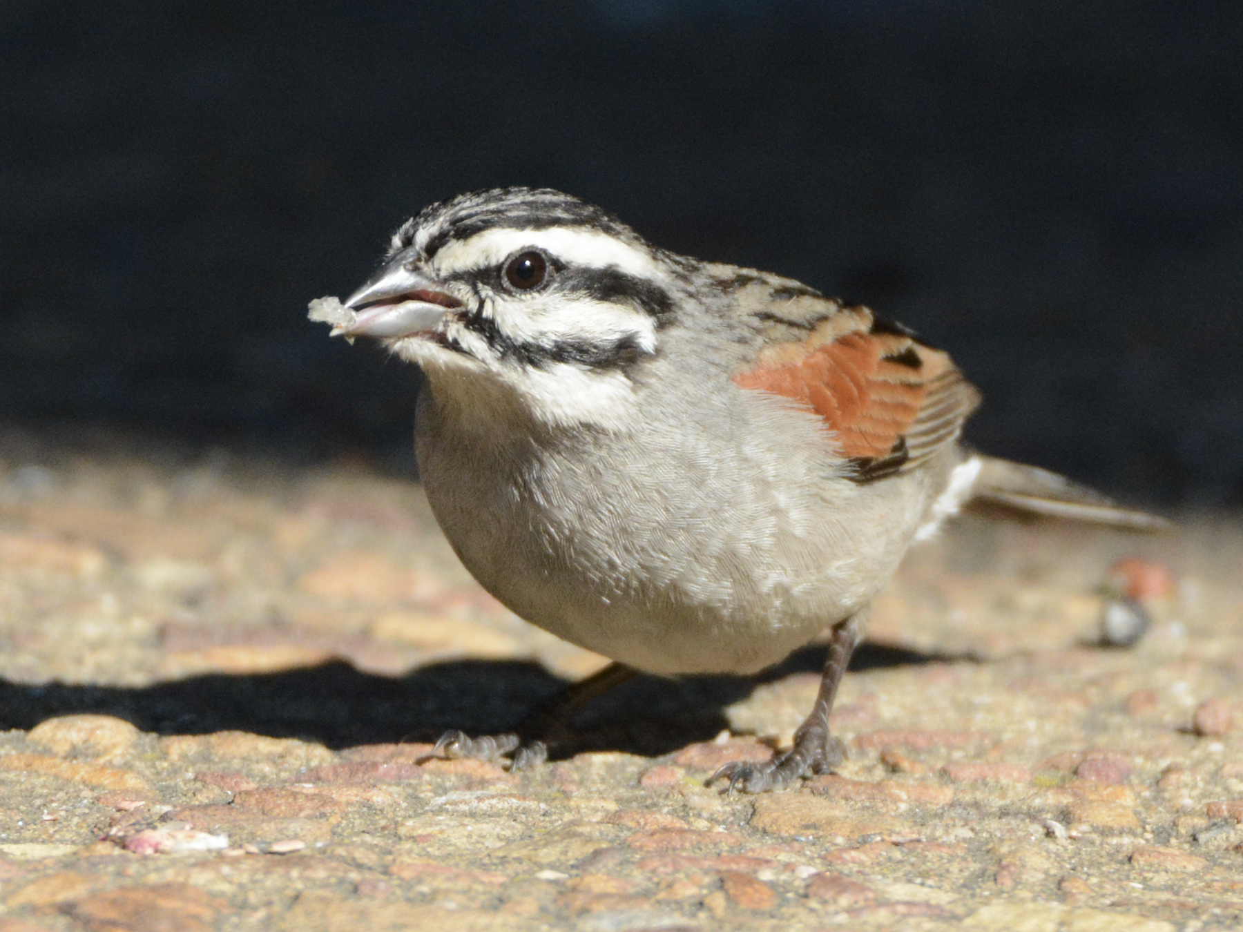 Cape Bunting - Larry Chen