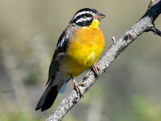  - Golden-breasted Bunting