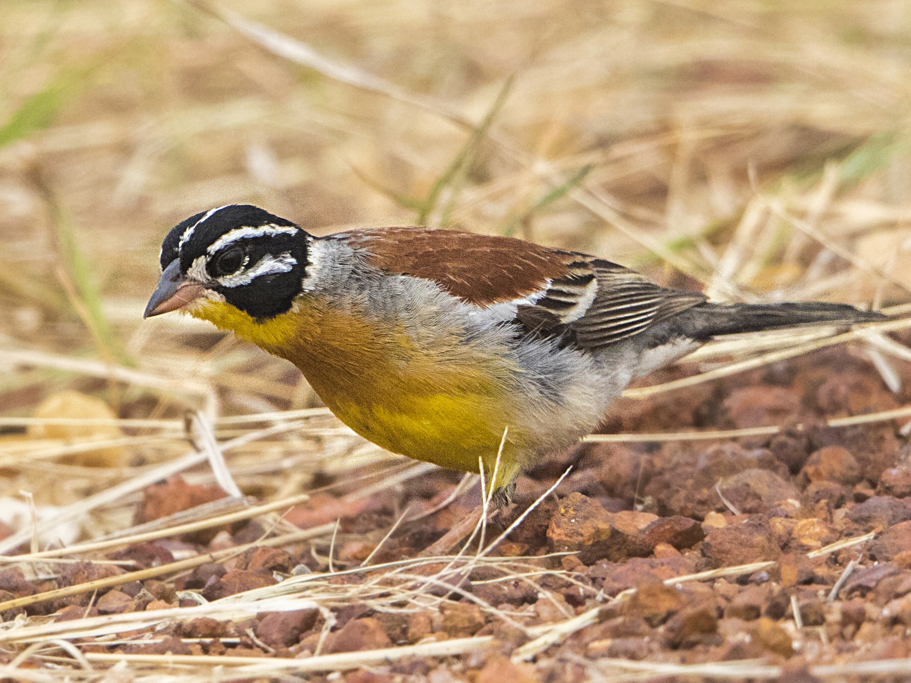 Golden-breasted Bunting - Bradley Hacker 🦜