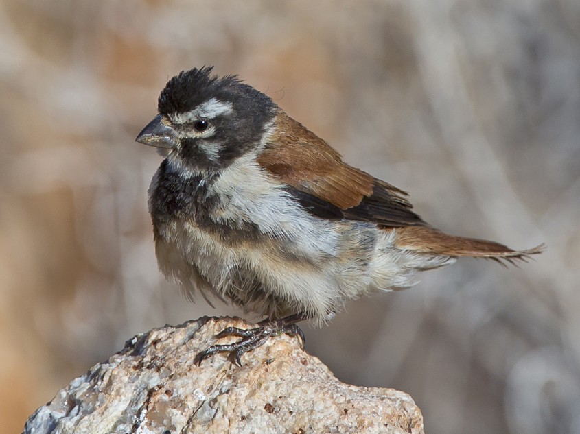 Black-headed Canary - Marco Valentini