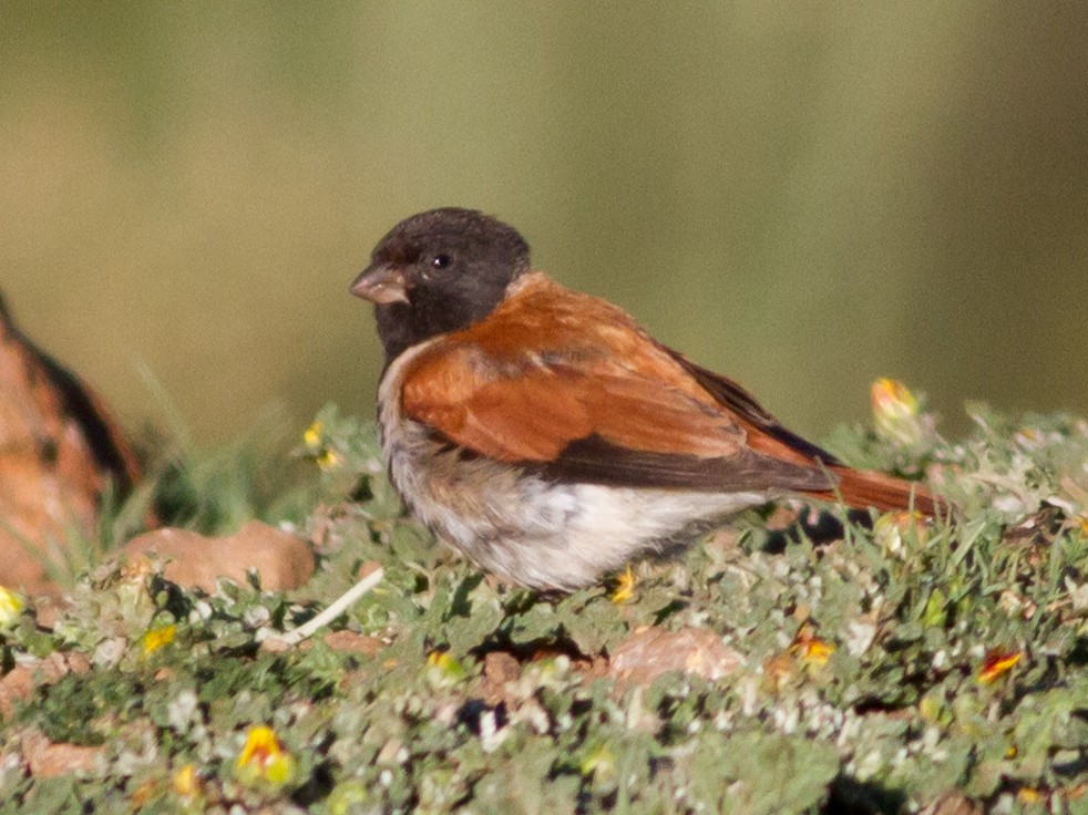 Black-headed Canary - George Armistead | Hillstar Nature