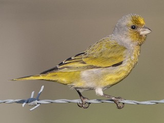  - Cape Canary