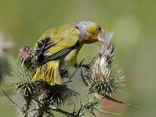  - Cape Canary