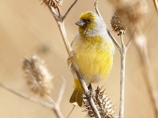  - Cape Canary