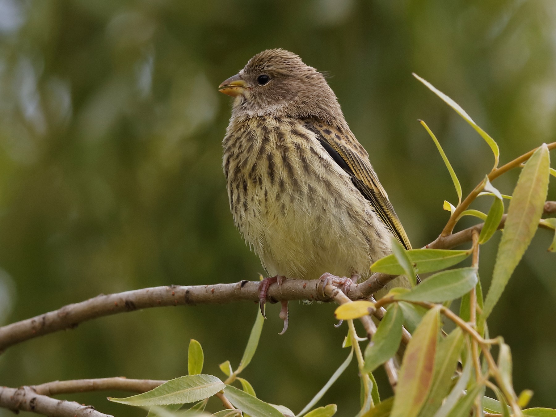 Cape Canary - Holger Teichmann