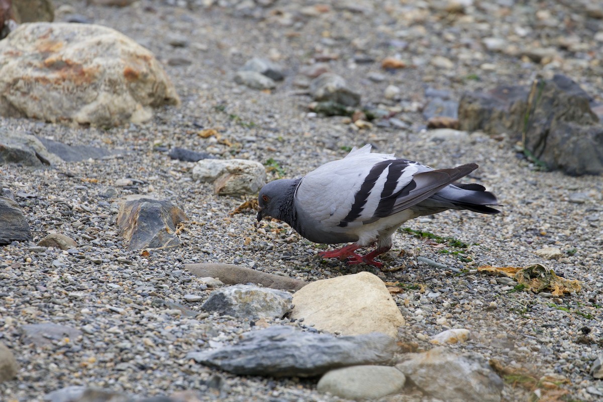 Rock Pigeon (Feral Pigeon) - ML211937041