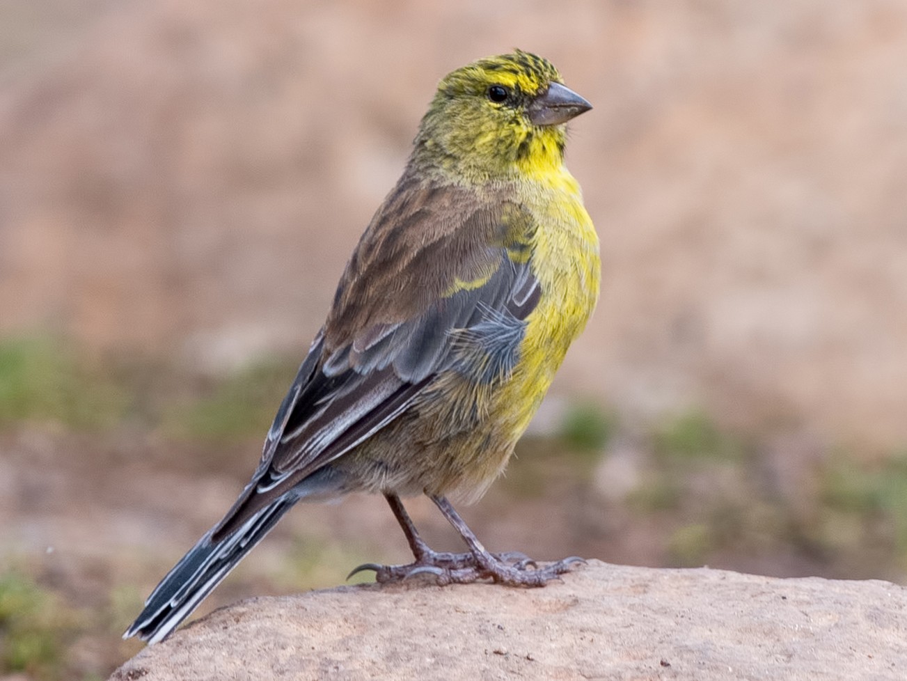 Drakensberg Siskin - Shailesh Pinto