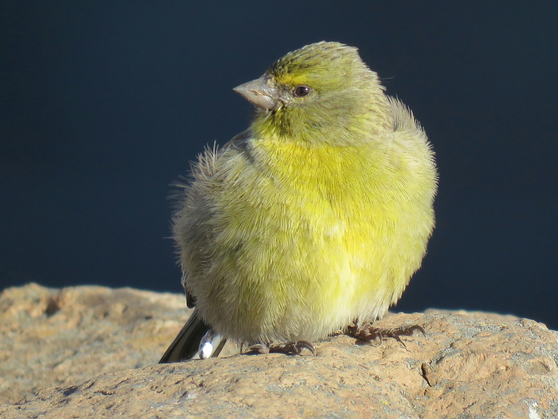 Drakensberg Siskin - Brad Arthur