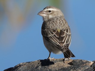  - White-throated Canary