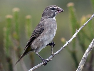  - White-throated Canary
