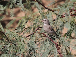  - White-throated Canary