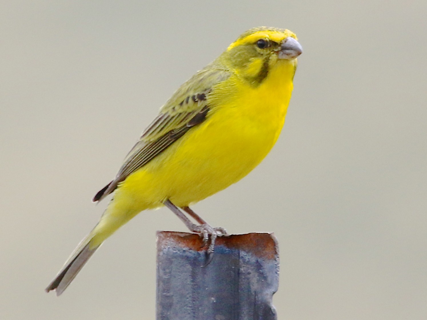 Yellow Canary Ebird