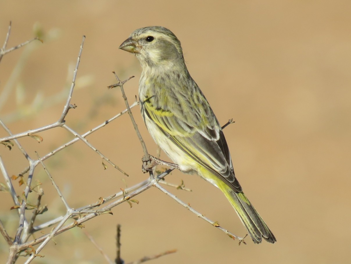 Yellow Canary - Brad Arthur