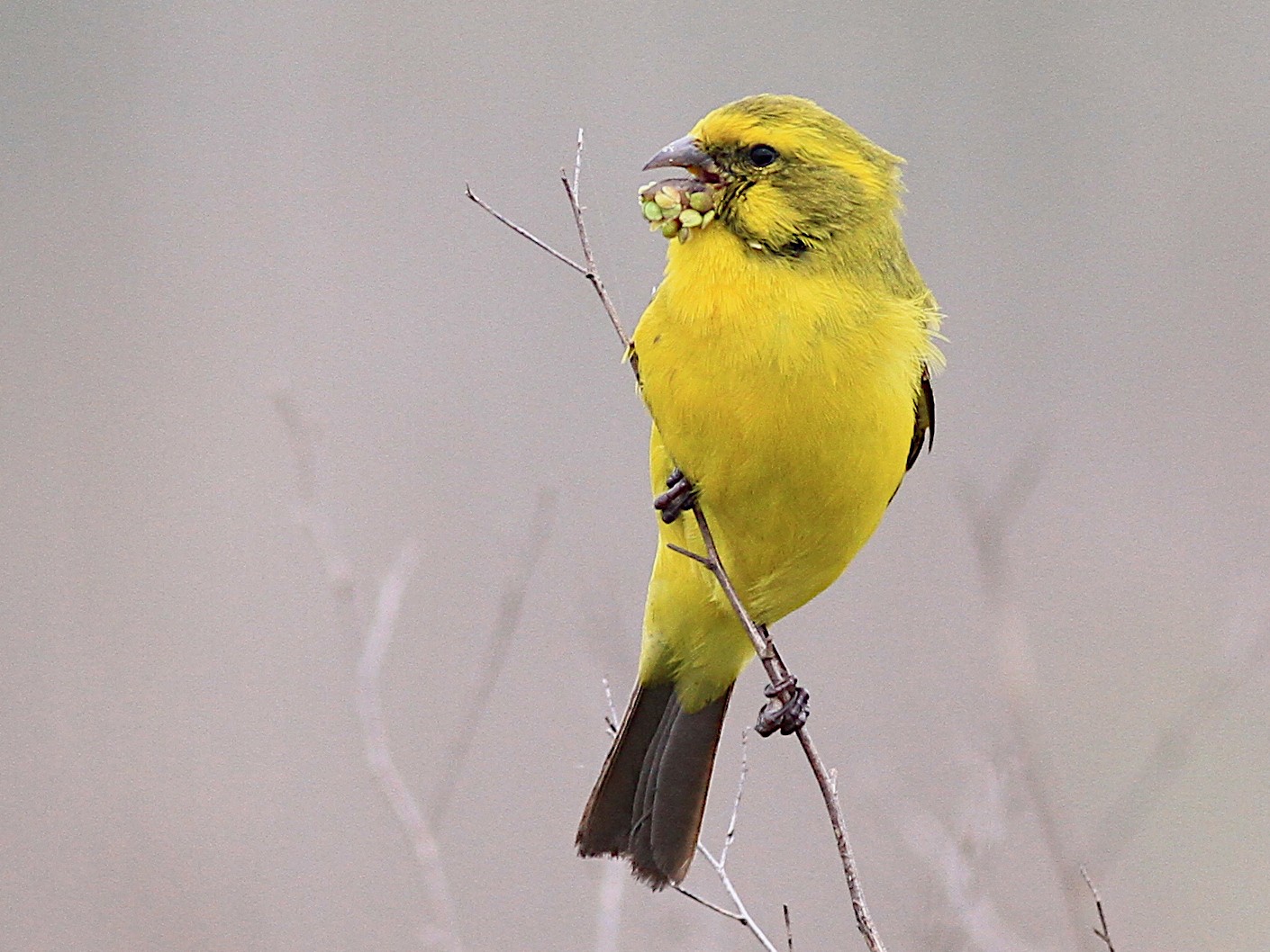 yellow gloster canary