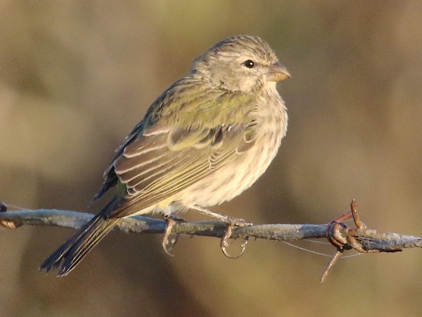 Yellow Canary Ebird