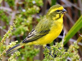 Green hot sale canary bird