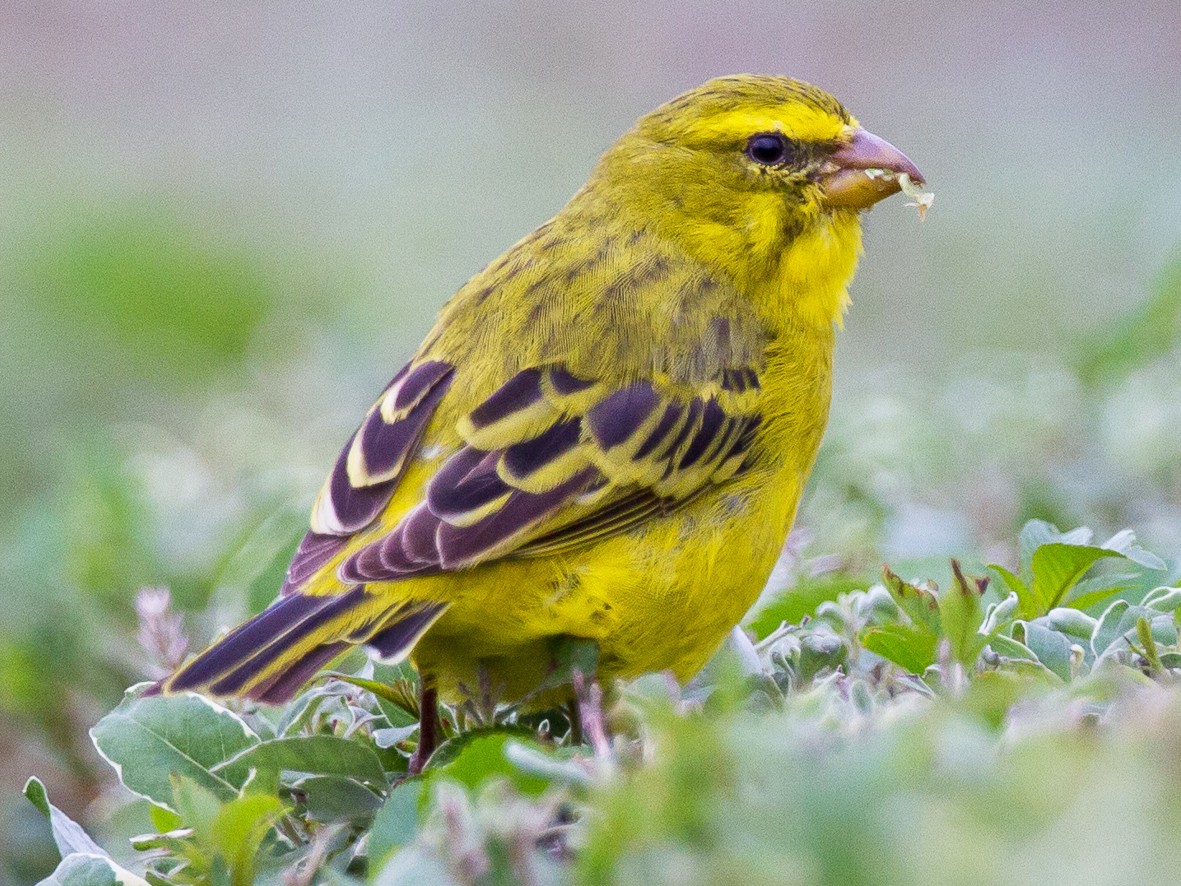 Brimstone Canary Ebird