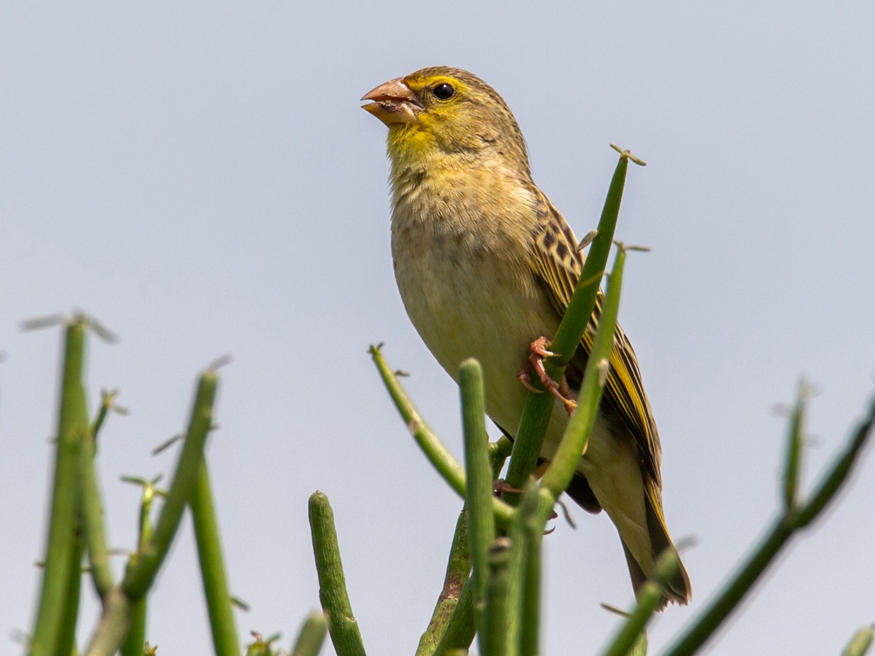 Brimstone Canary eBird