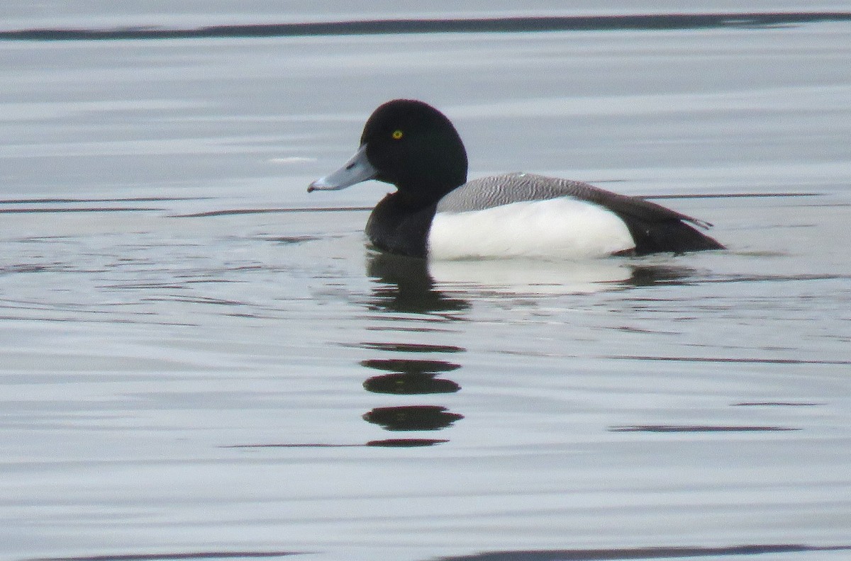 Greater Scaup - Andrew Emlen
