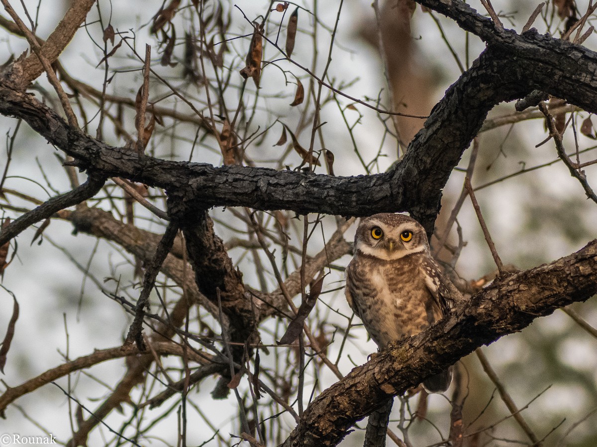 Spotted Owlet - ML211941421