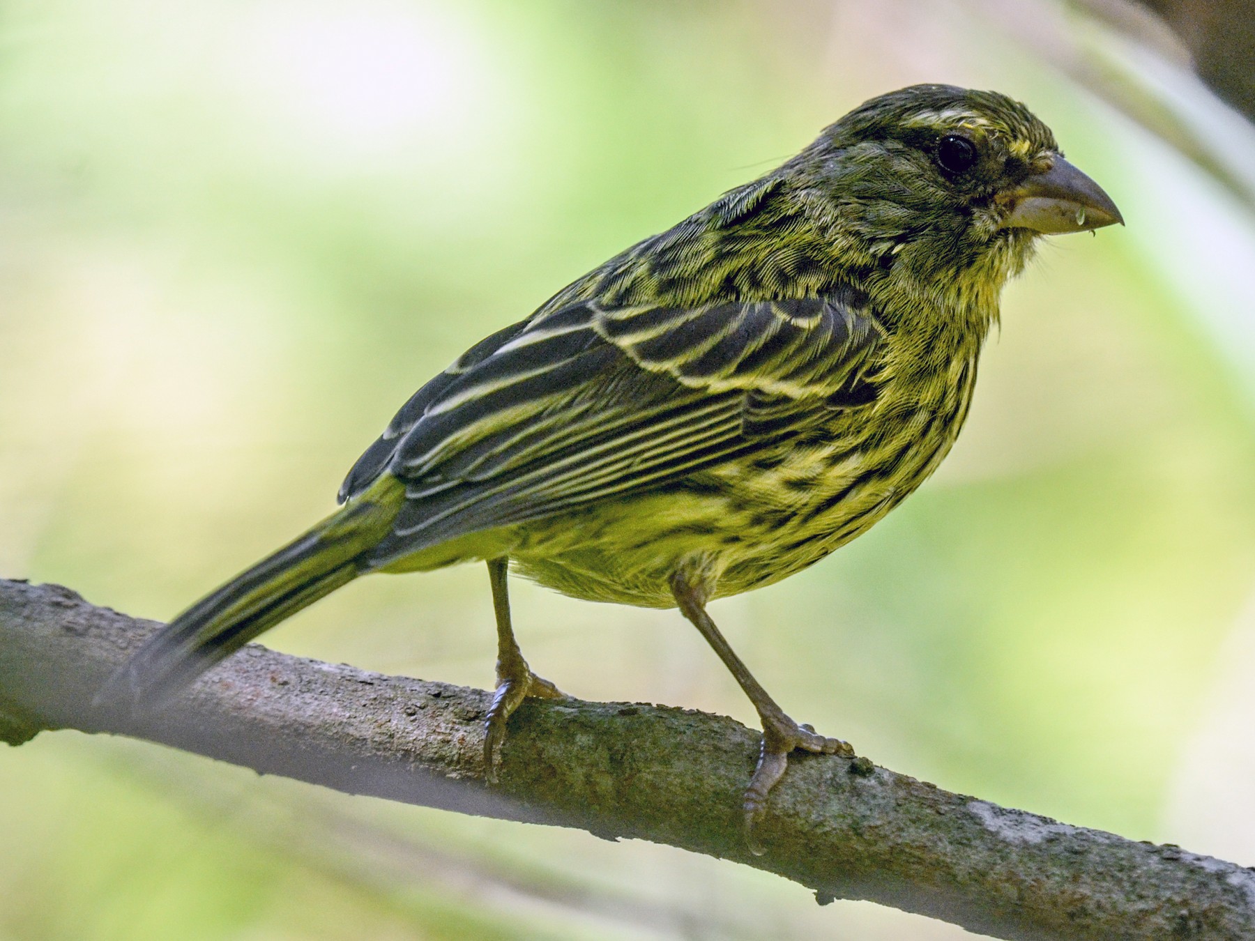 Green sales canary bird