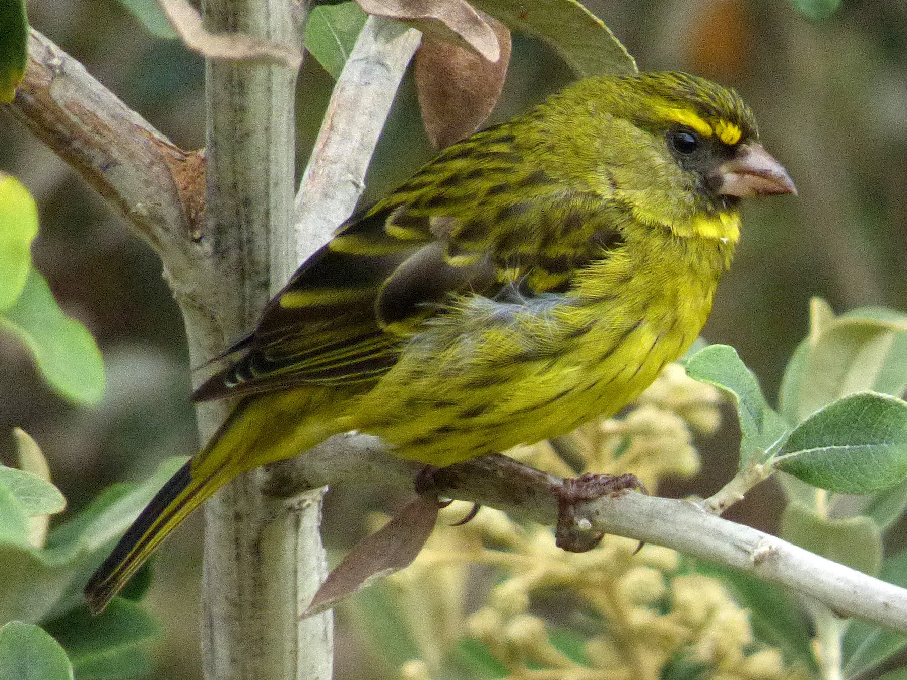 Forest Canary - Scott Winton