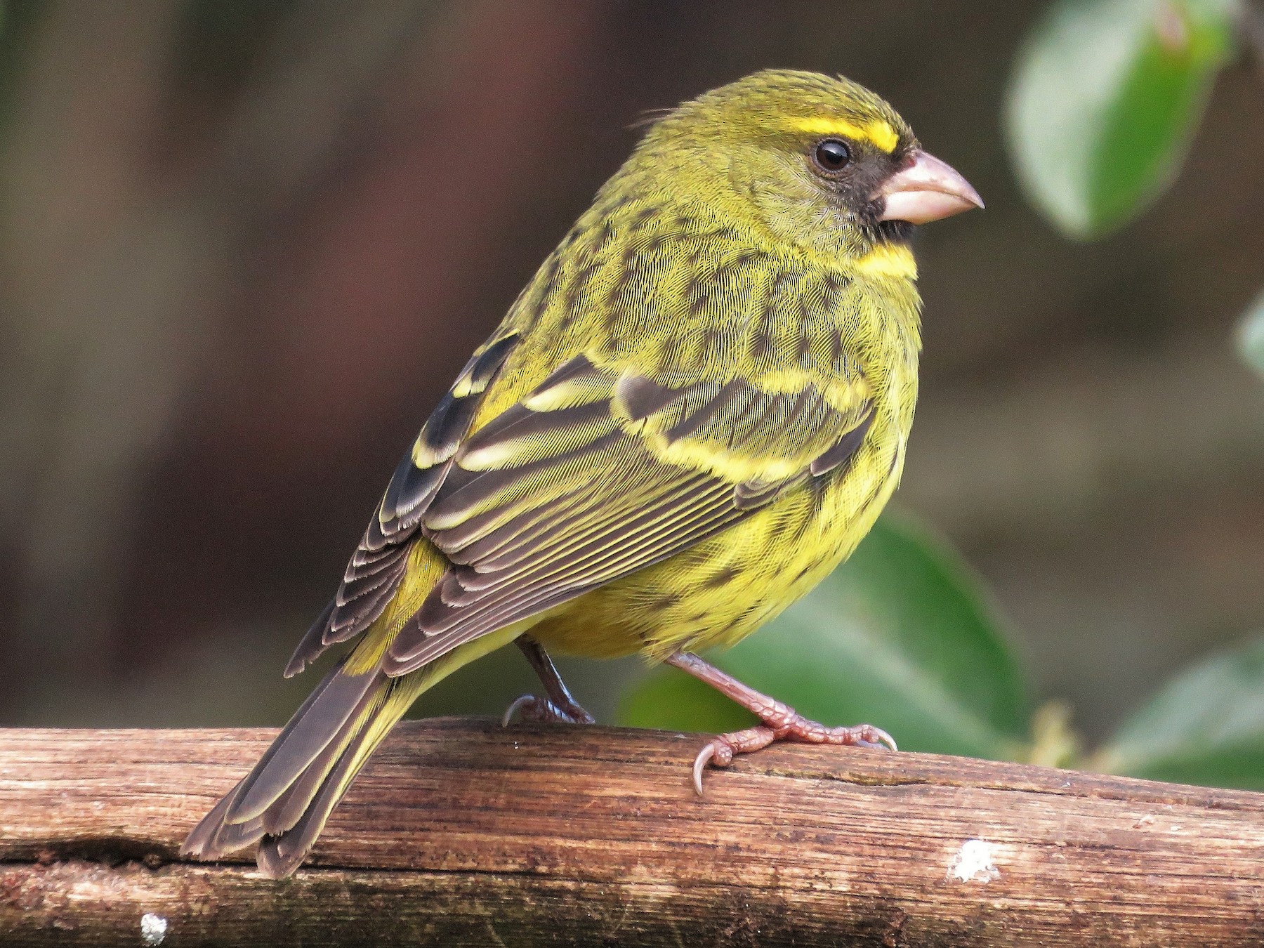 Forest Canary - Nicholas Fordyce - Birding Africa