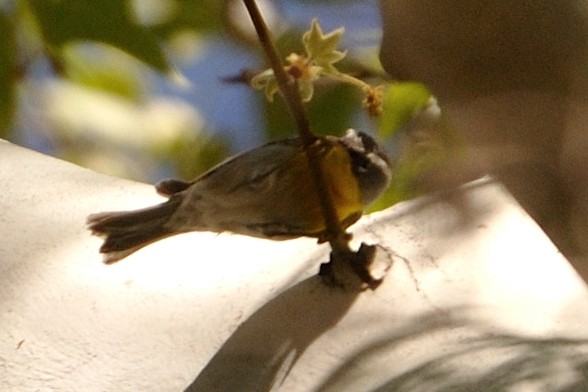 Crescent-chested Warbler - ML211943551