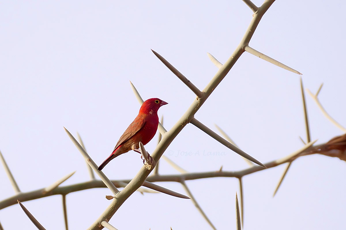 Red-billed Firefinch - Jose Antonio Lama