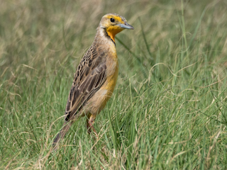  - Orange-throated Longclaw