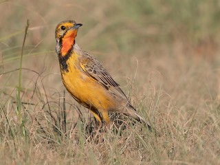  - Orange-throated Longclaw