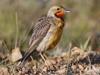  - Orange-throated Longclaw