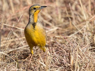  - Orange-throated Longclaw
